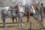 work-horse